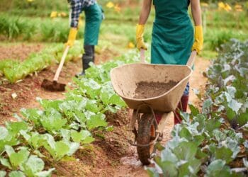 working on plantation