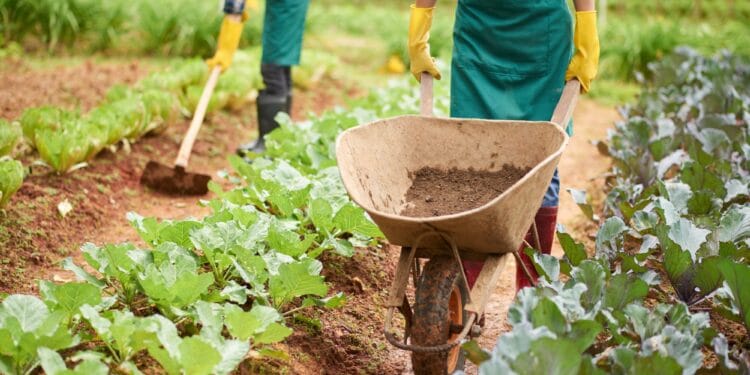 working on plantation