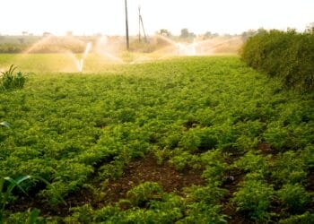 fresh green chickpeas field india