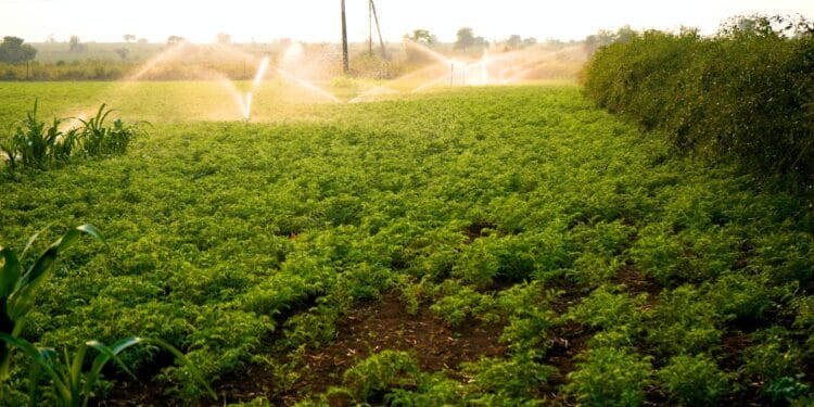 fresh green chickpeas field india