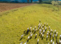 agro 2