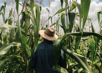 agrobrasileiro