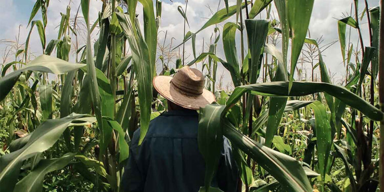 agrobrasileiro