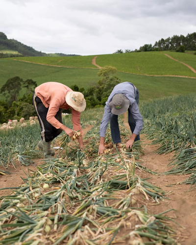 A agricultura familiar é exemplo de diversificação de culturas, de preservação do meio ambiente como fator preponderante para o desenvolvimento da atividade agropecuária – Foto: Divulgação