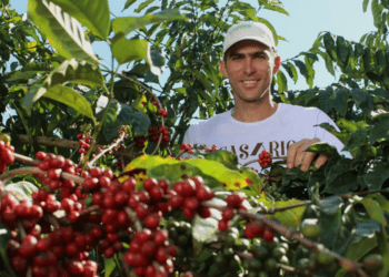 Frente Parlamentar do Café é relançada, coop representa 55% da produção nacional