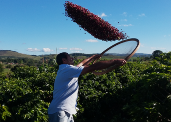 ES desenvolve programa de sustentabilidade na cafeicultura