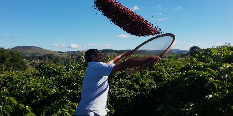 ES desenvolve programa de sustentabilidade na cafeicultura