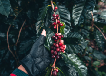 Cooperativa capixaba investe no primeiro laboratório do país dedicado ao café conilon