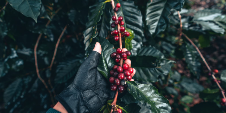 Cooperativa capixaba investe no primeiro laboratório do país dedicado ao café conilon