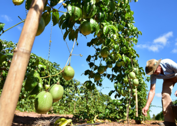 União entre produtores do Vale faz a diferença na fruticultura cooperativista