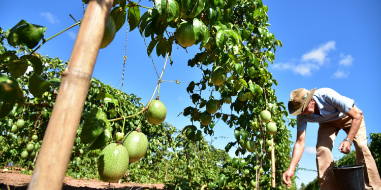 União entre produtores do Vale faz a diferença na fruticultura cooperativista