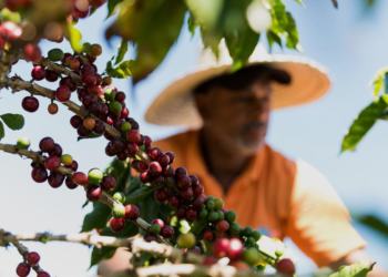 Cooperativa investe na cafeicultura sustentável e amplia oportunidades de produtores no cenário mundial