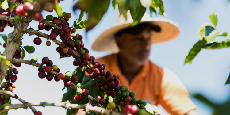 Cooperativa investe na cafeicultura sustentável e amplia oportunidades de produtores no cenário mundial