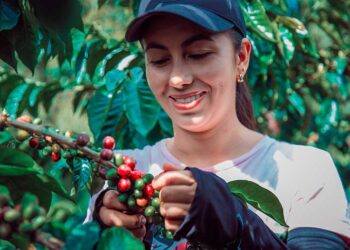 Mulheres se destacam em cenário cafeeiro paranaense