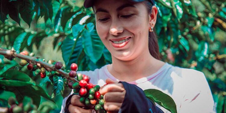 Mulheres se destacam em cenário cafeeiro paranaense