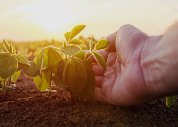 Seguro agrícola vira ferramenta essencial para o produtor