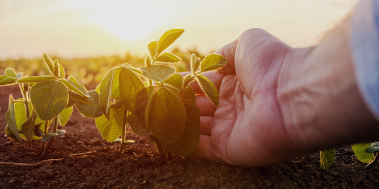 Seguro agrícola vira ferramenta essencial para o produtor