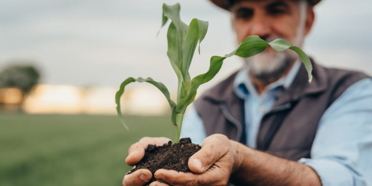 Crescimento das cooperativas agrícolas em Palmas é tema de projeto de pesquisa