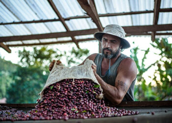 Cooperativa lança protocolo próprio de sustentabilidade para comunidade cafeeira mundial