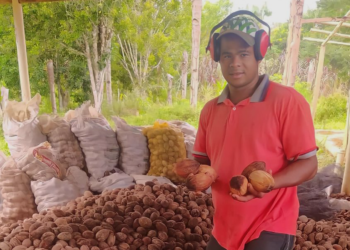 Cooperativa da agricultura familiar exporta 228 toneladas de coco de piaçava para o Egito