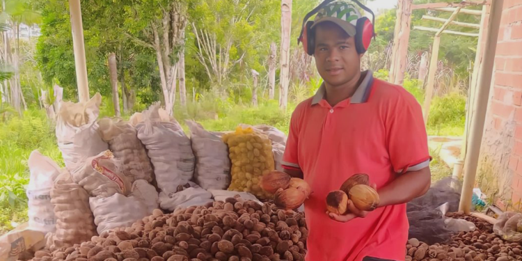 Cooperativa da agricultura familiar exporta 228 toneladas de coco de piaçava para o Egito