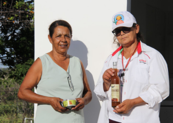 Cooperativas preservam umbuzeiros da Caatinga e geram renda no Semiárido