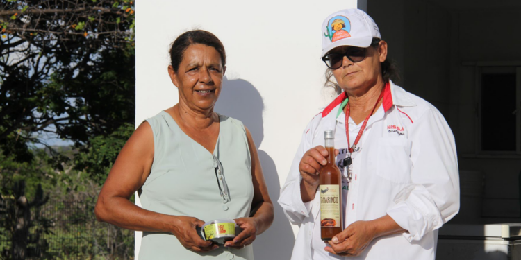 Cooperativas preservam umbuzeiros da Caatinga e geram renda no Semiárido