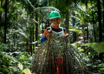 Com modelo sustentável, cooperativa amapaense beneficia produtores e exporta para Europa e Estados Unidos