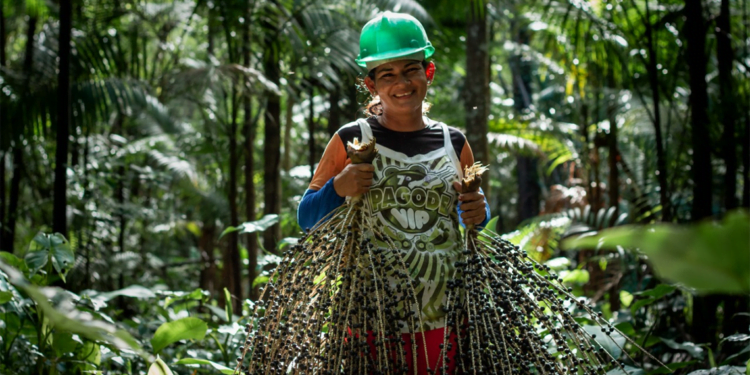 Com modelo sustentável, cooperativa amapaense beneficia produtores e exporta para Europa e Estados Unidos