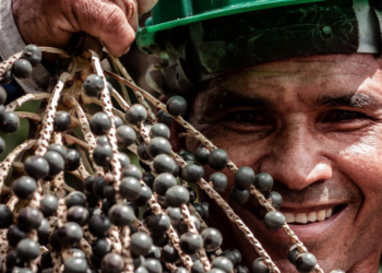 Aposta nas cooperativas pode alavancar o Brasil como potência de bioeconomia