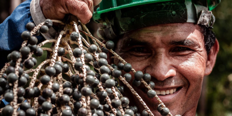 Aposta nas cooperativas pode alavancar o Brasil como potência de bioeconomia