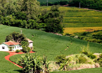 Créditos de carbono podem ser utilizados para compra de imóvel rural