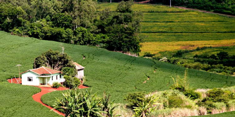 Créditos de carbono podem ser utilizados para compra de imóvel rural