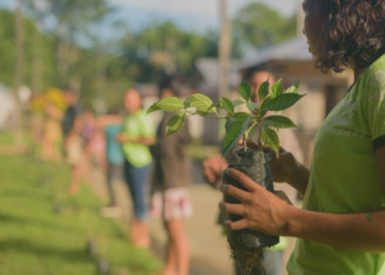 Cooperativa distribui mais de 400 mudas de árvore para colaboradores no mês do Meio Ambiente