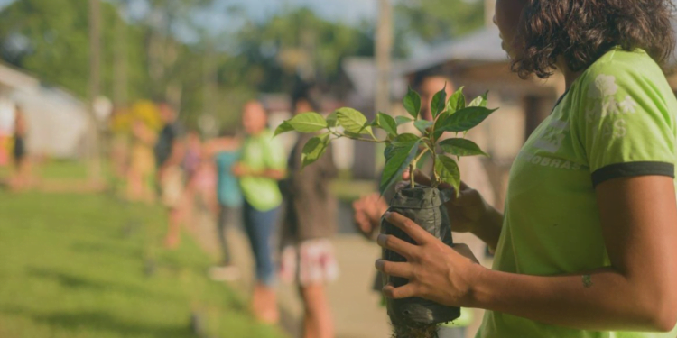 Cooperativa distribui mais de 400 mudas de árvore para colaboradores no mês do Meio Ambiente