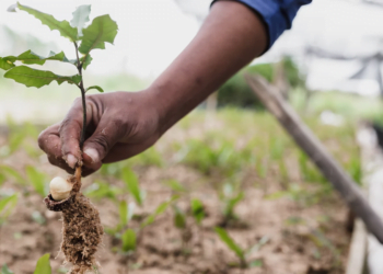 A tradição de sustentabilidade do agronegócio brasileiro