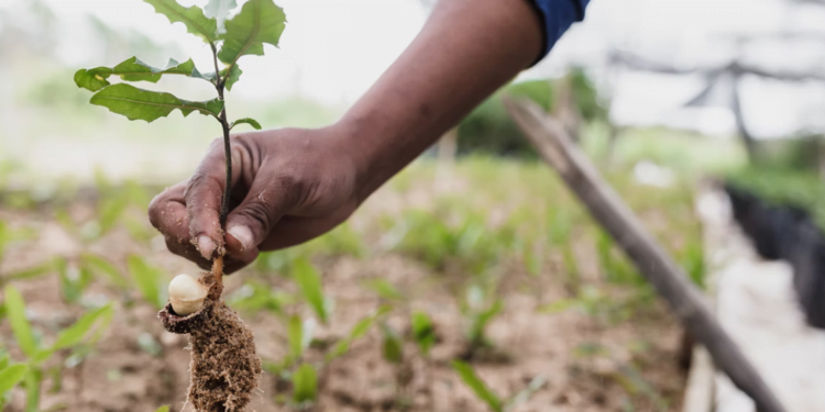 A tradição de sustentabilidade do agronegócio brasileiro