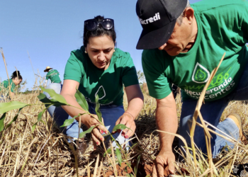 Cooperativa inclui sustentabilidade na estratégia de gestão