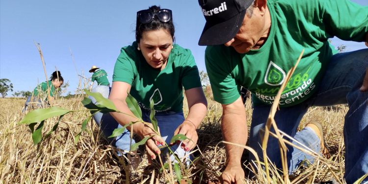 Cooperativa inclui sustentabilidade na estratégia de gestão