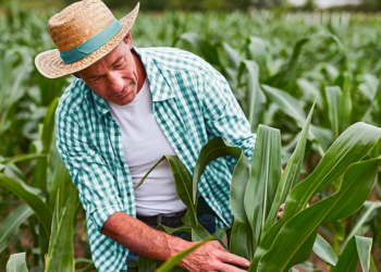 Cooperativa impulsiona o agronegócio brasileiro com soluções financeiras sustentáveis