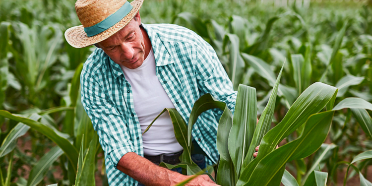 Cooperativa impulsiona o agronegócio brasileiro com soluções financeiras sustentáveis