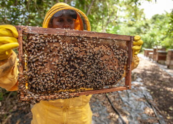 Cooperativa se destaca com produção sustentável de mel no Piauí