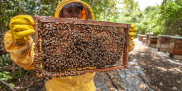 Cooperativa se destaca com produção sustentável de mel no Piauí