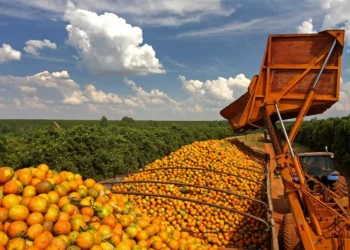 Cooperativa revoluciona produção e comercialização de frutas por meio de inovação tecnológica