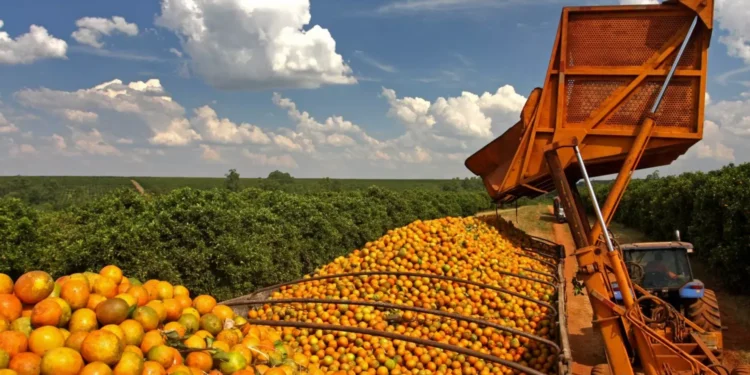 Cooperativa revoluciona produção e comercialização de frutas por meio de inovação tecnológica