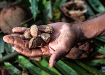 Cooperativa indígena leva castanha-do-brasil para evento internacional nos EUA