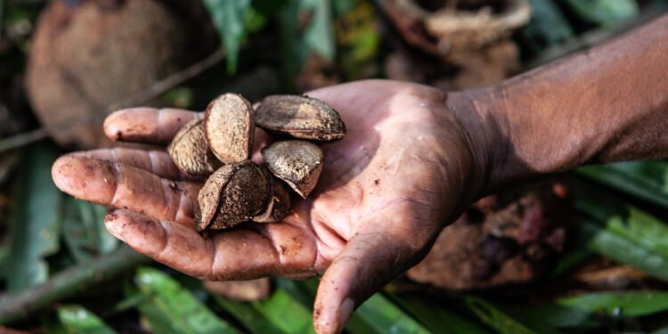 Cooperativa indígena leva castanha-do-brasil para evento internacional nos EUA