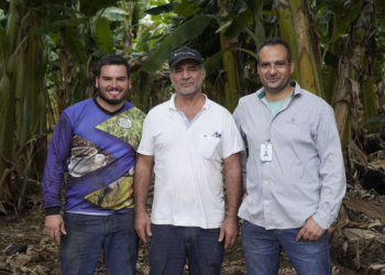 Produtor de banana cooperado supera média nacional de produtividade