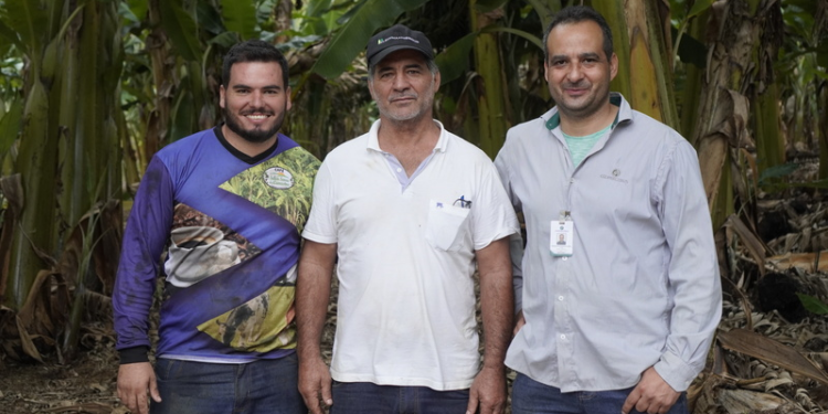 Produtor de banana cooperado supera média nacional de produtividade