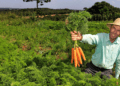 Cooperativas do ES fornecem itens da agricultura familiar para cidades de SP